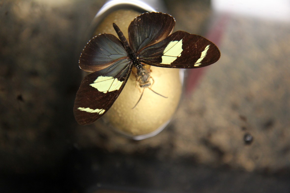 Künstlerhaus Klagenfurt, Oktober 2015